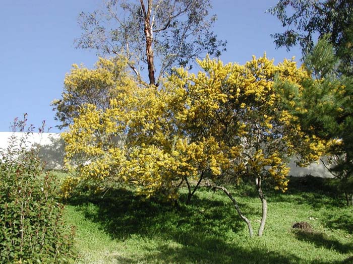 Plant photo of: Acacia cultriformis