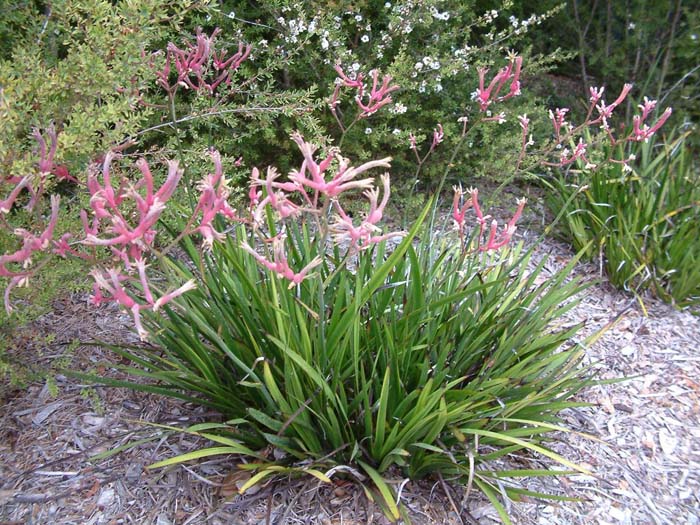 Plant photo of: Anigozanthos flavidus 'Coral Pink'