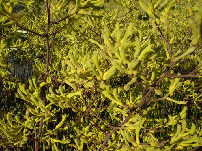 Plant photo of: Anigozanthos flavidus 'Yellow Gem'