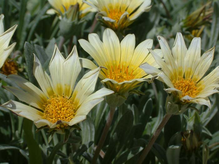 Plant photo of: Arctotis hybrids 'Cream'