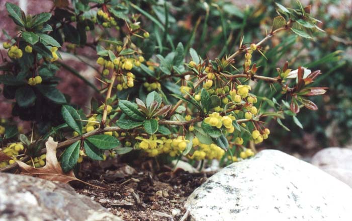 Plant photo of: Berberis thunbergii 'William Penn'