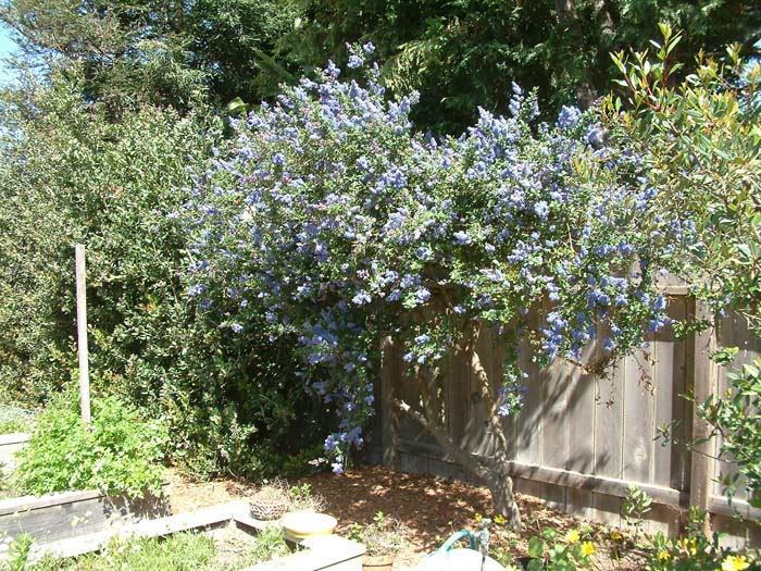 Frosty Blue Wild Lilac