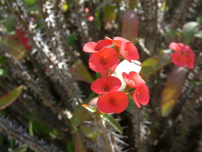 Plant photo of: Euphorbia 'Apache Red'