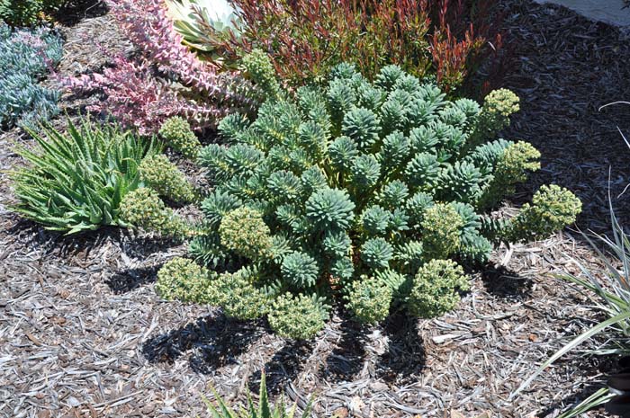 Plant photo of: Euphorbia characias 'Portuguese Velvet'