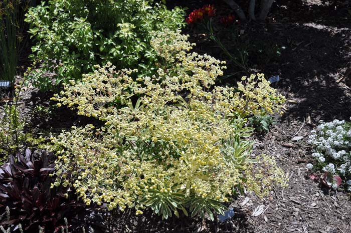 Plant photo of: Euphorbia characias 'Tasmanian Tiger'
