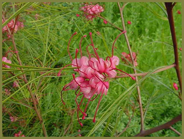 Plant photo of: Grevillea 'Long John'