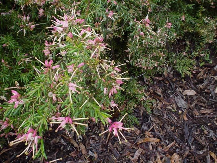 Plant photo of: Grevillea lanigera