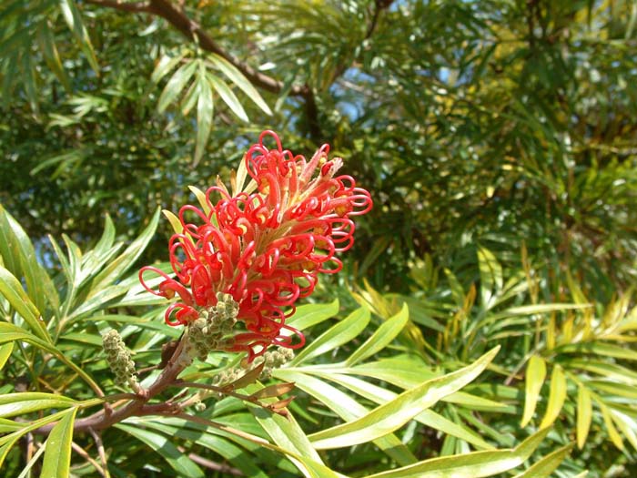 Plant photo of: Grevillea banksii