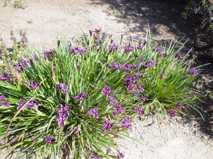 Plant photo of: Iris Pacific Coast Hybrid 'Lavender'