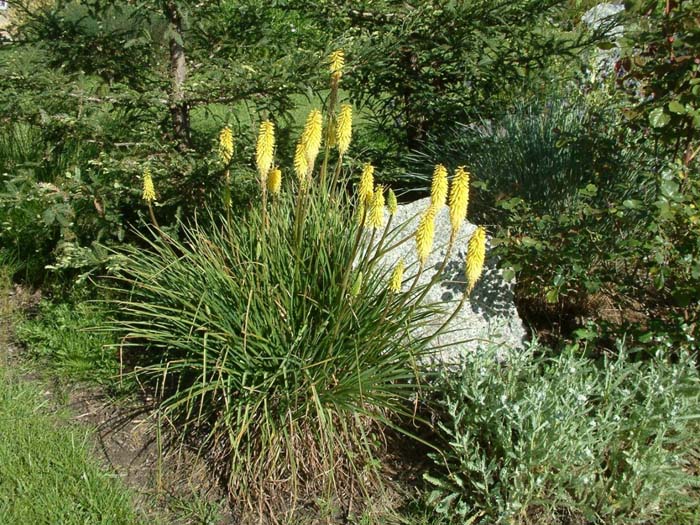 Plant photo of: Kniphofia uvaria 'Malibu Yellow'