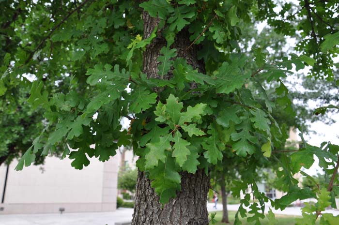 Plant photo of: Quercus douglasii