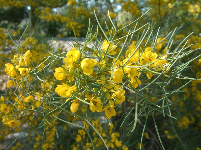 Plant photo of: Senna nemophila