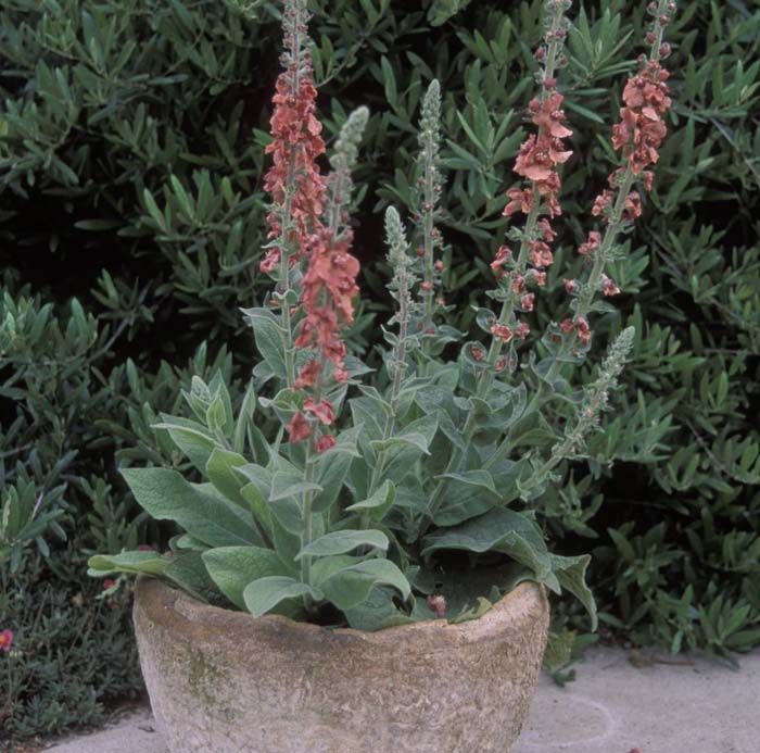 Plant photo of: Verbascum 'Helen Johnson'
