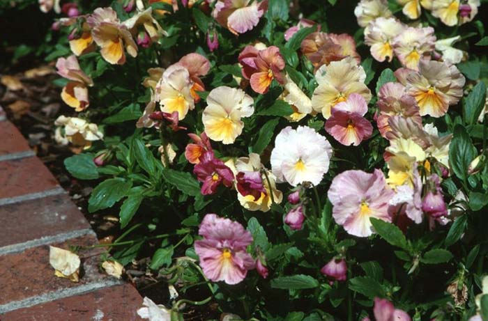 Trailing Pansy