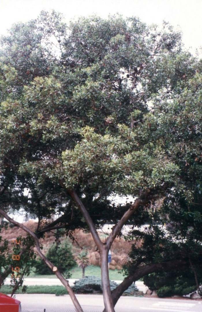 Plant photo of: Eucalyptus lehmannii