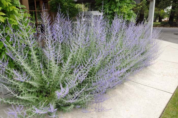 Azure or Russian Sage