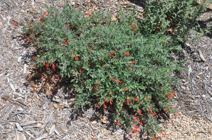 Calistoga California Fuchsia
