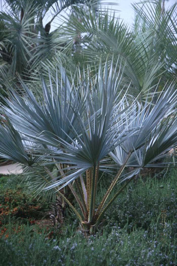 Plant photo of: Brahea armata