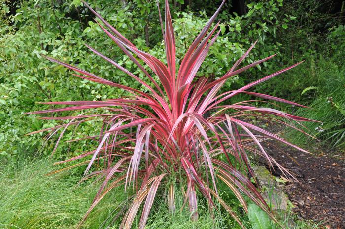 Electric Pink Cordyline