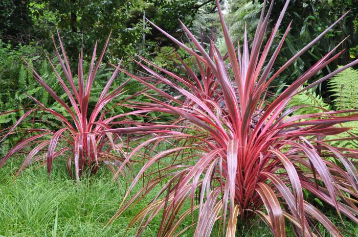 Plant photo of: Cordyline 'Electric Pink'
