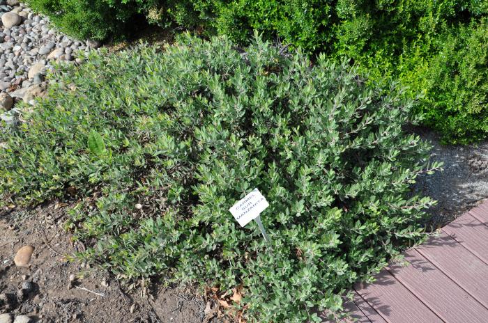 Plant photo of: Arctostaphylos edmundsii 'Carmel Sur'