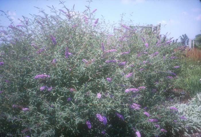Plant photo of: Buddleja davidii var. Nanhoensis