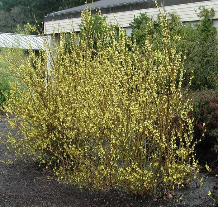 Plant photo of: Forsythia intermedia