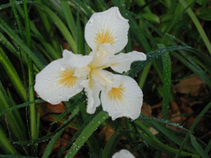 Plant photo of: Iris Pacific Coast Hybrid 'Canyon Snow'