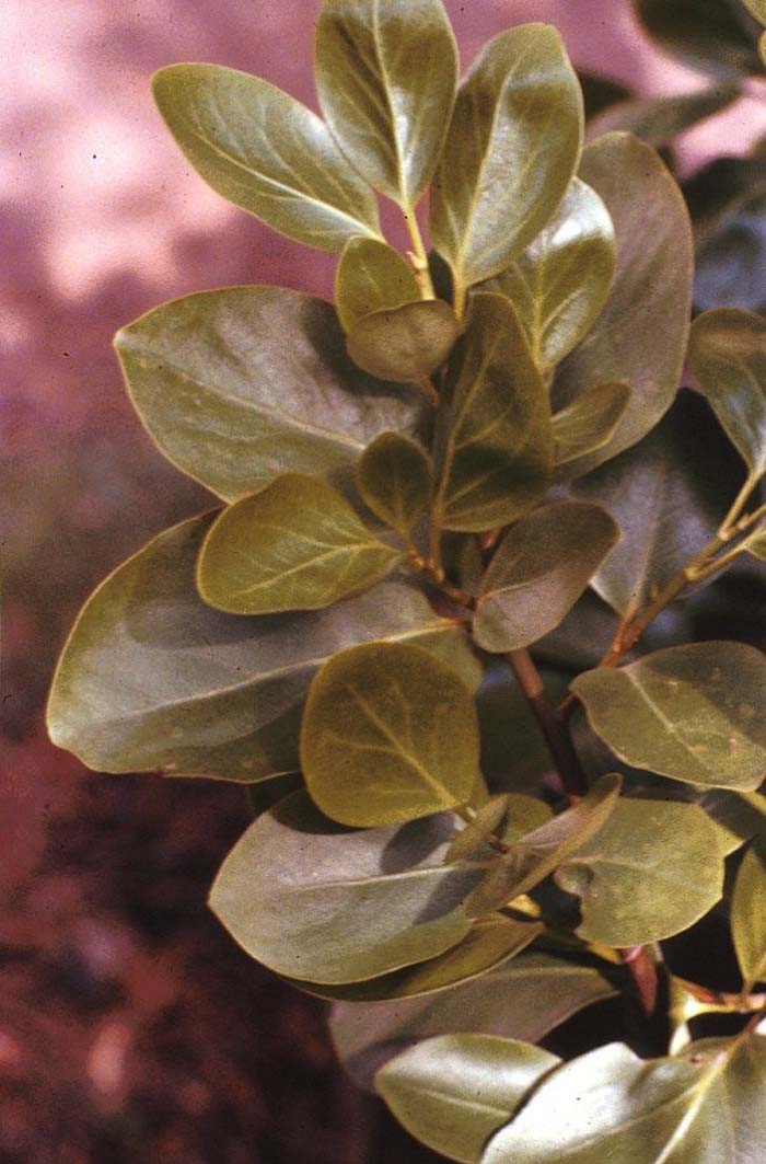 Plant photo of: Griselinia littoralis