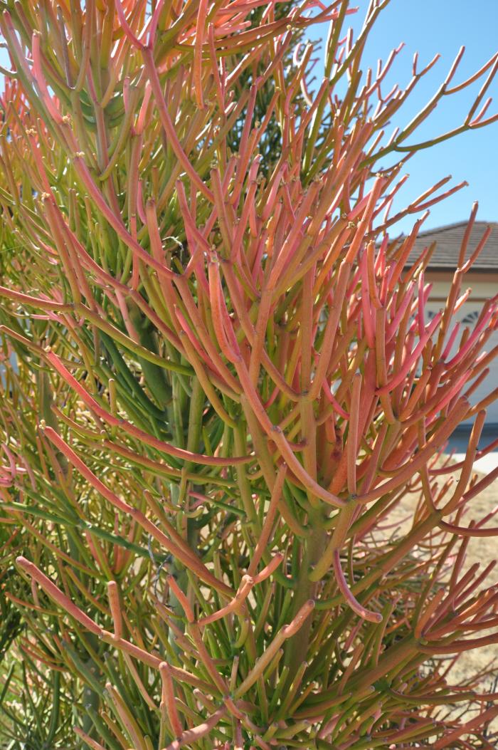 Plant photo of: Euphorbia tirucalli 'Sticks on Fire'