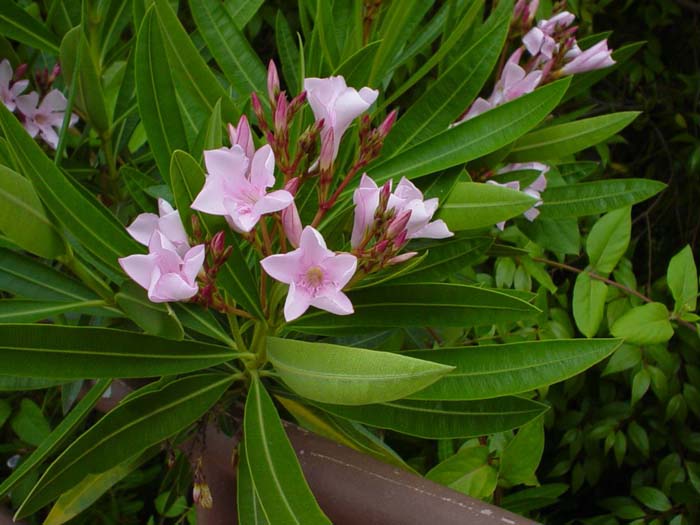 Plant photo of: Nerium oleander 'Petite Pink'