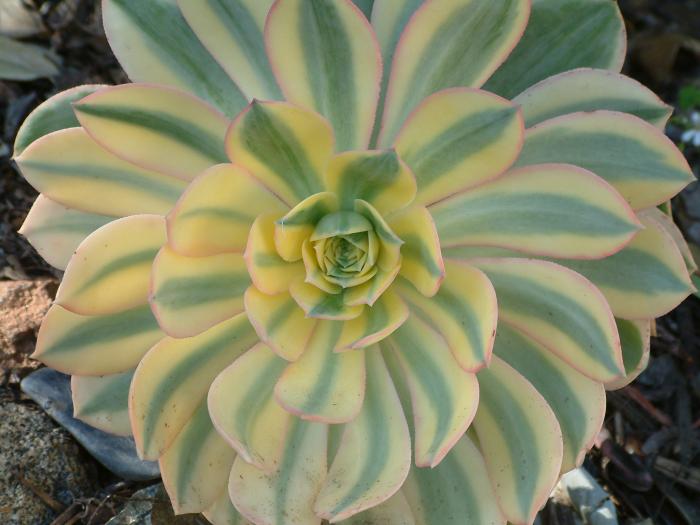 Plant photo of: Aeonium haworthii 'Sunburst'