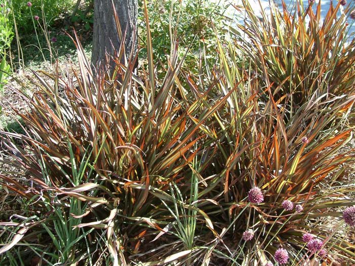 Plant photo of: Phormium 'Jack Spratt'
