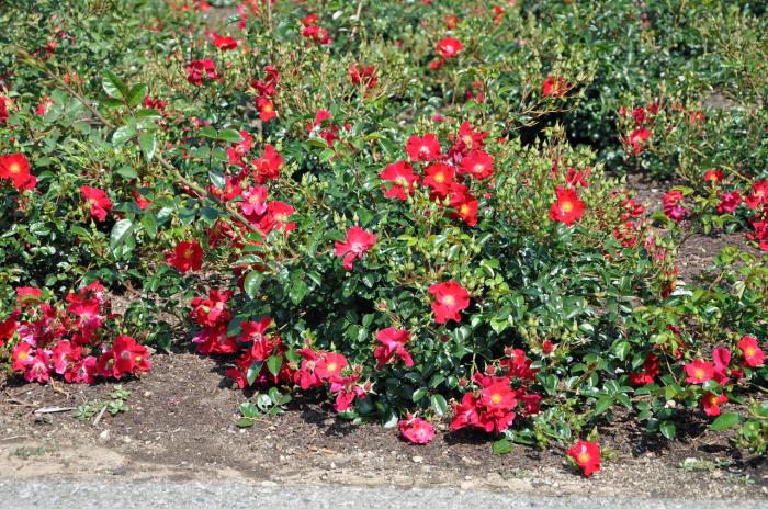 Plant photo of: Rosa Ground Cover varieties
