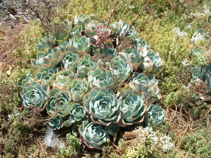 Plant photo of: Echeveria X 'Imbricata'