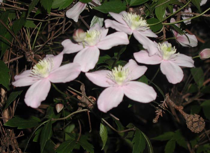 Anemone Clematis