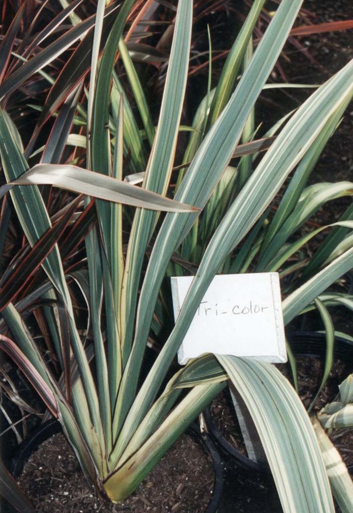 Plant photo of: Phormium colensoi 'Tricolor'