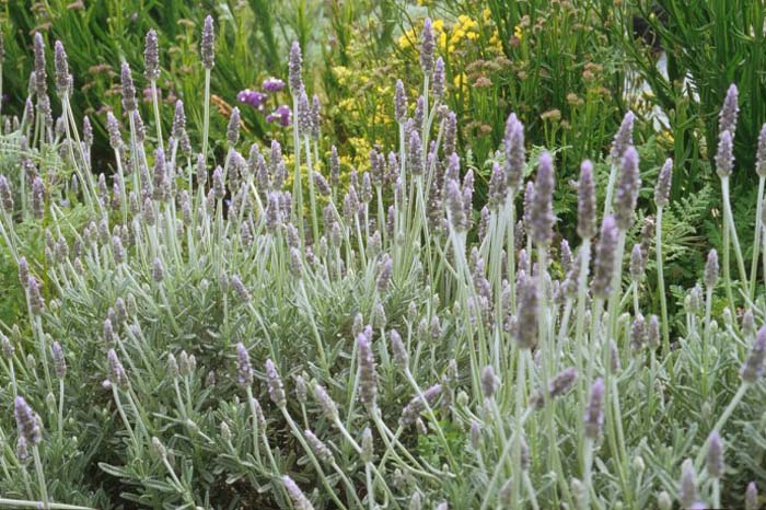 Candicans French Lavender
