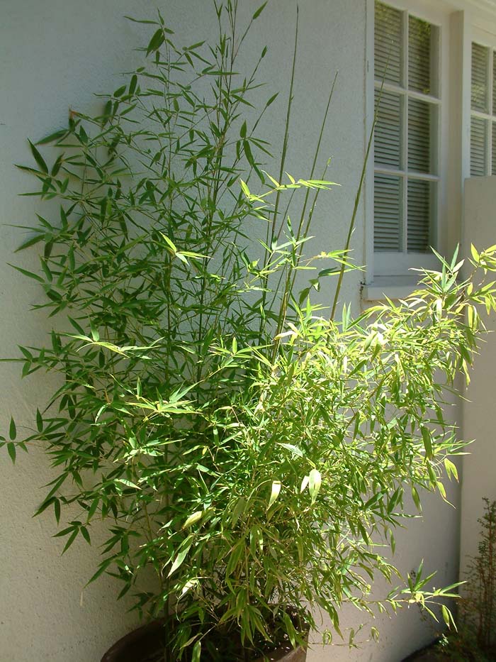 Plant photo of: Bambusa mulitplex 'Golden Goddess'