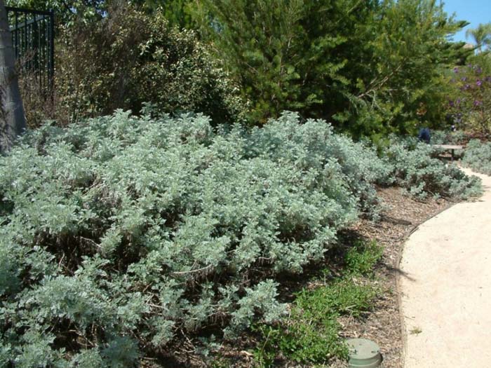 Plant photo of: Artemisia arborescens