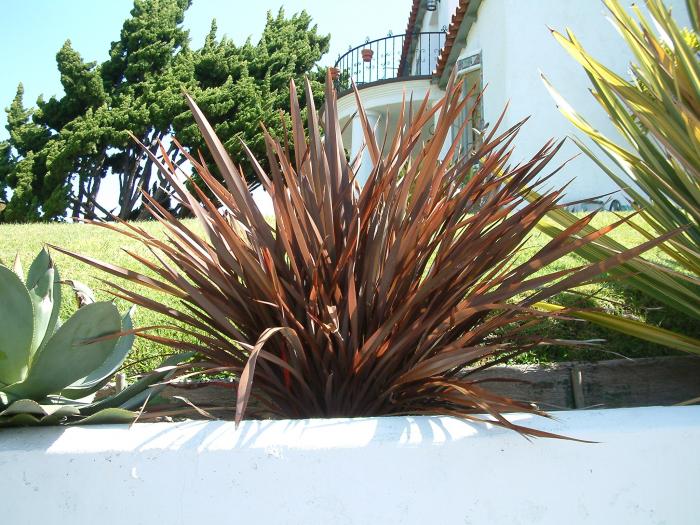 Plant photo of: Phormium tenax 'Bronze Baby'