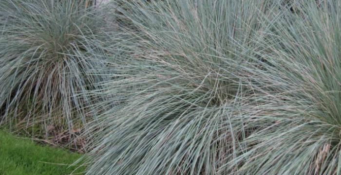 Plant photo of: Helictotrichon sem. 'Sapphire'