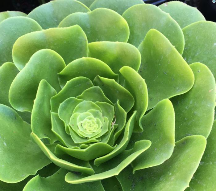 Plant photo of: Aeonium 'Mint Saucer'