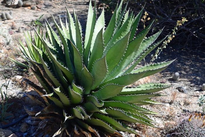 Plant photo of: Agave shawii