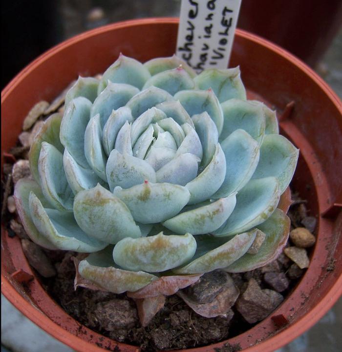 Plant photo of: Echeveria 'Violet Queen'