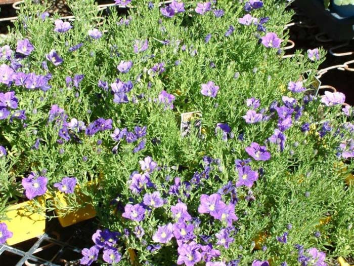Plant photo of: Nierembergia hippomanica 'Purple Robe'