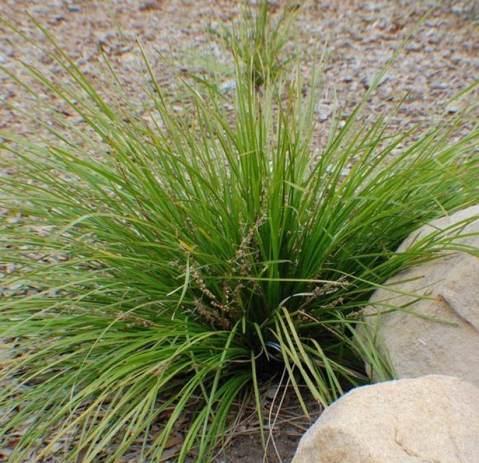 Plant photo of: Lomandra longifolia 'Breeze'