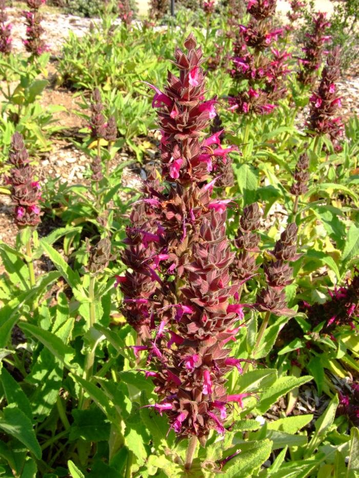 Plant photo of: Salvia spathacea 'Las Pilitas'