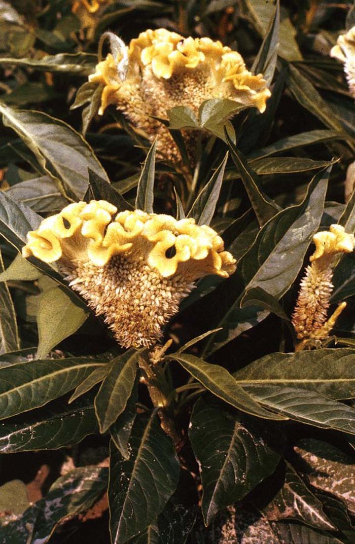 Plant photo of: Celosia cristata