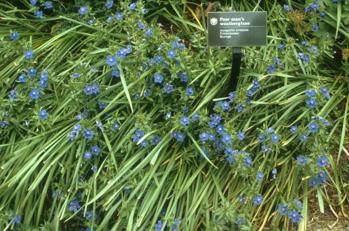 Plant photo of: Anagallis arvensis